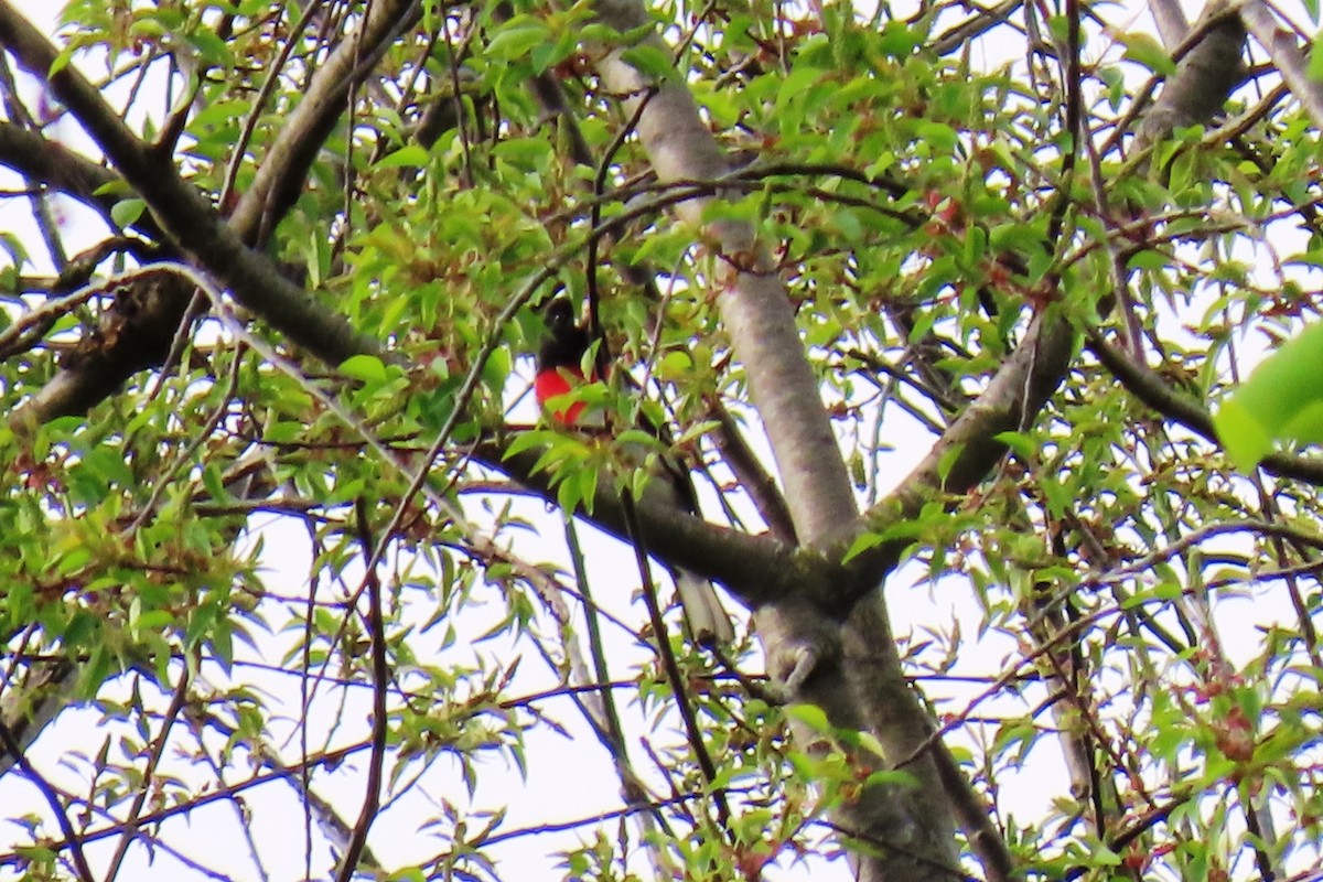 Rose-breasted Grosbeak - ML634111071