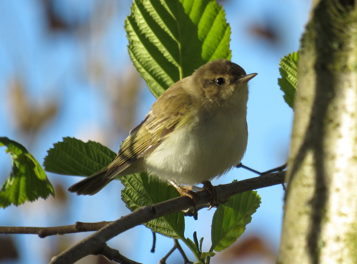 Western Bonelli's Warbler - ML634111148