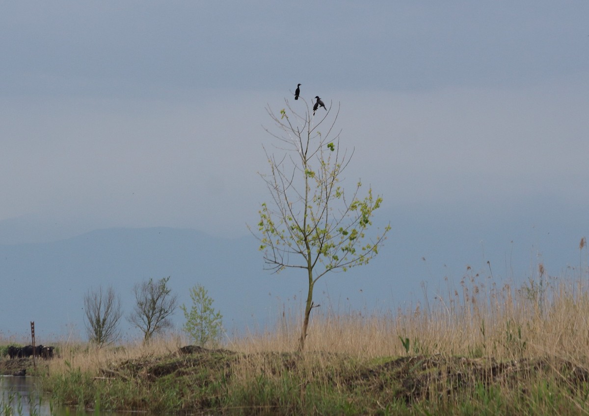 Pygmy Cormorant - ML634111175