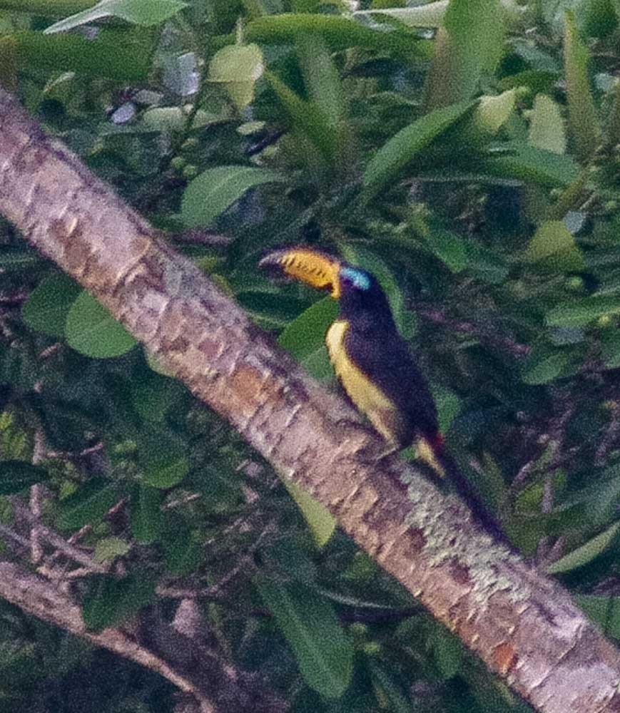 Lettered Aracari - ML634111198