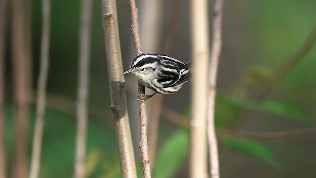 シロクロアメリカムシクイ - ML634111387