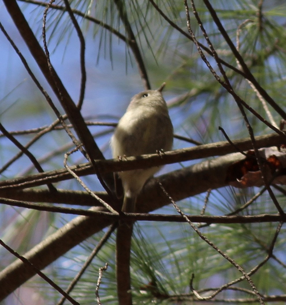 Ruby-crowned Kinglet - ML634111471