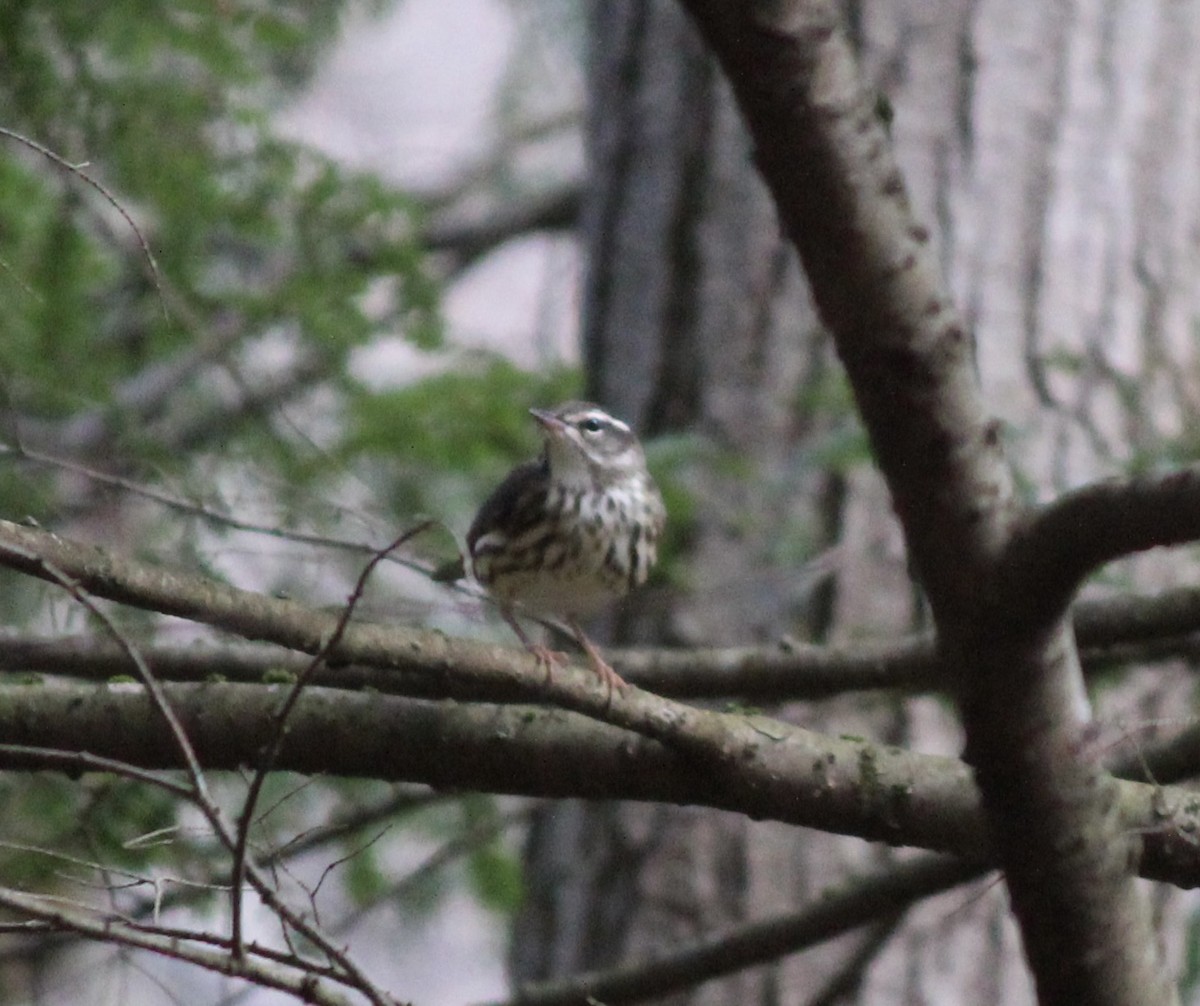 Louisiana Waterthrush - ML634111483