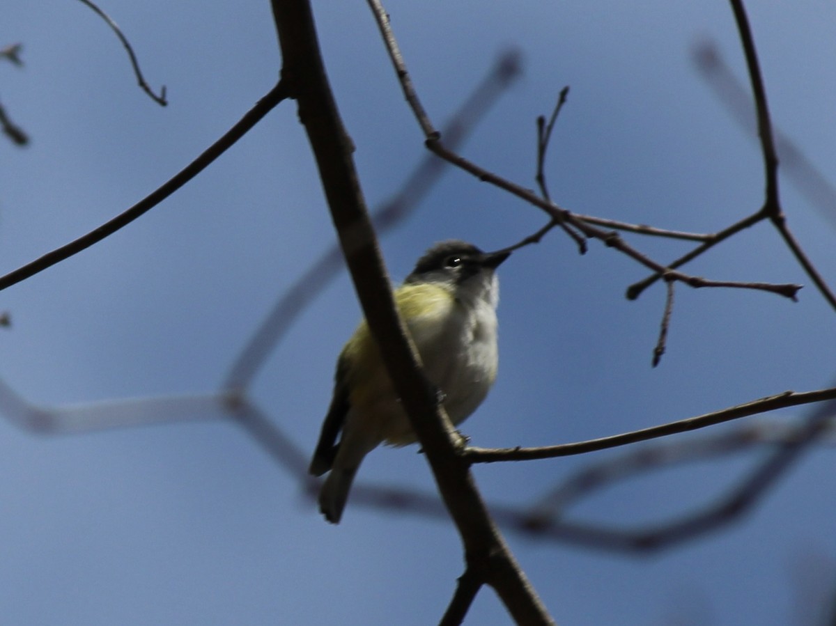 Blue-headed Vireo - ML634111516