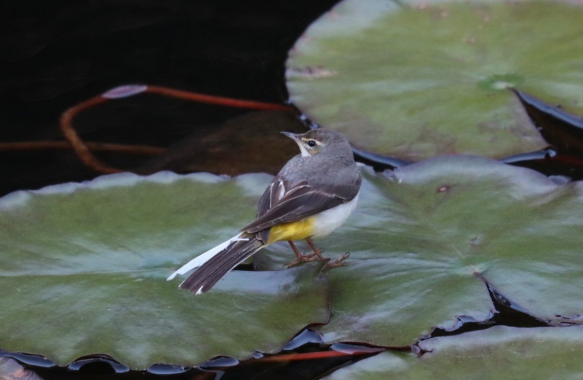 Gray Wagtail - ML634111518