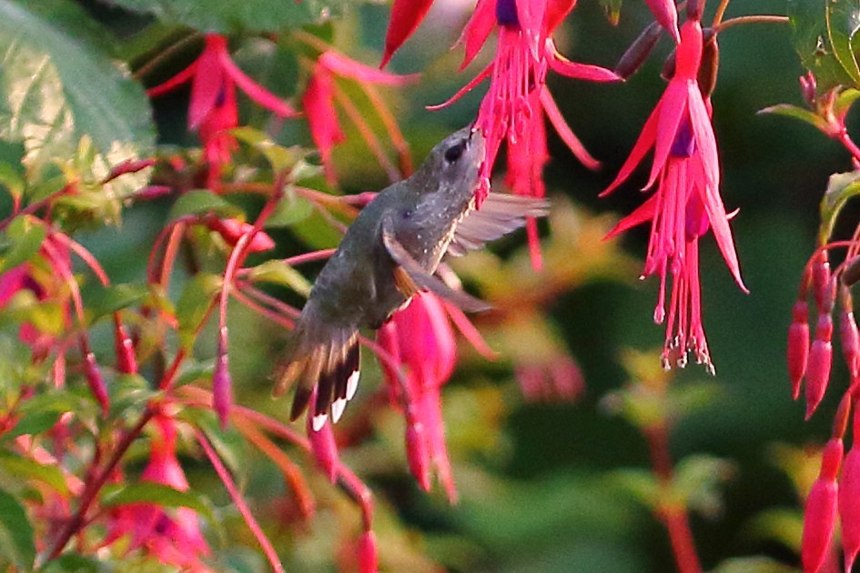 Costa's Hummingbird - ML634111558