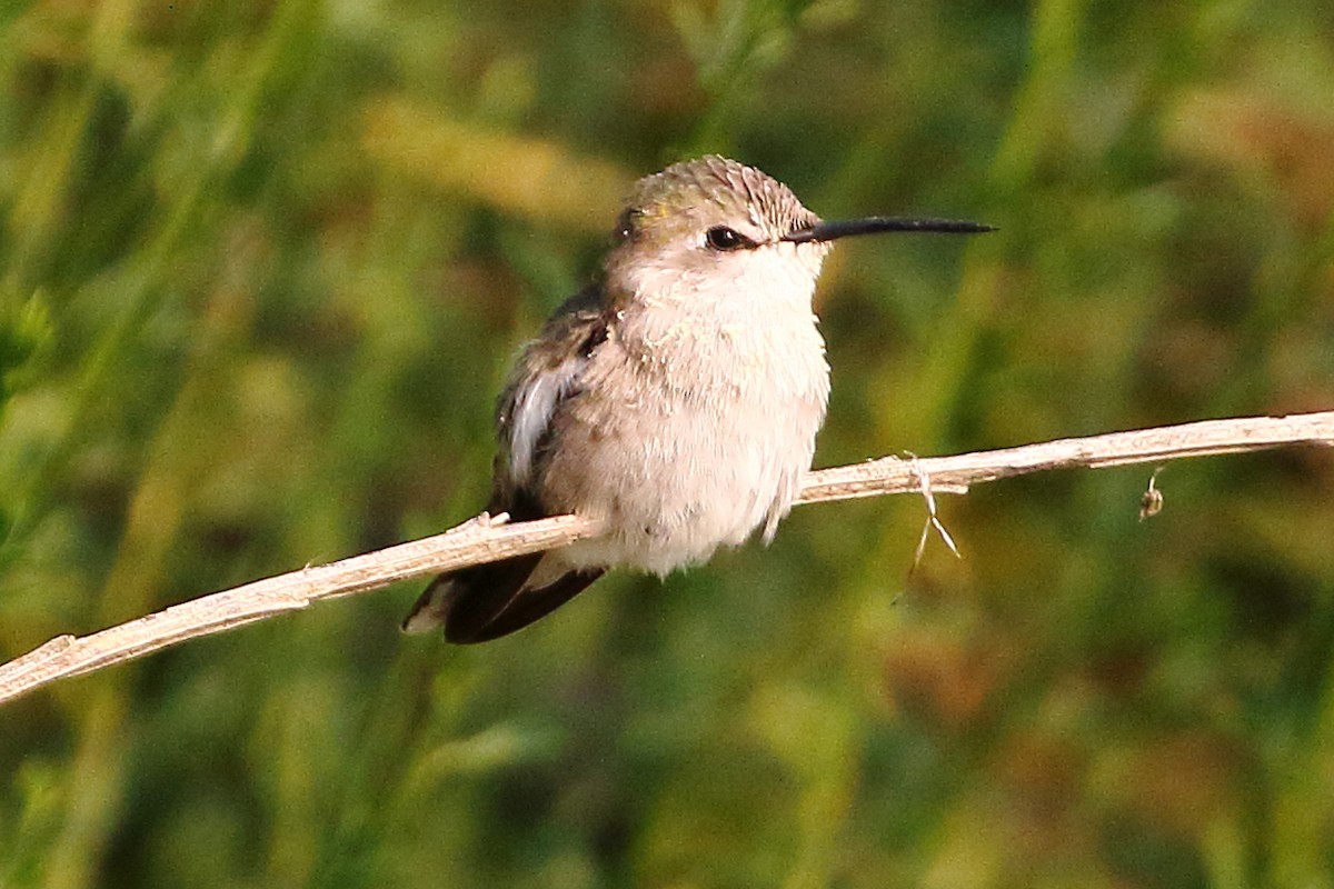 Costa's Hummingbird - ML634111559