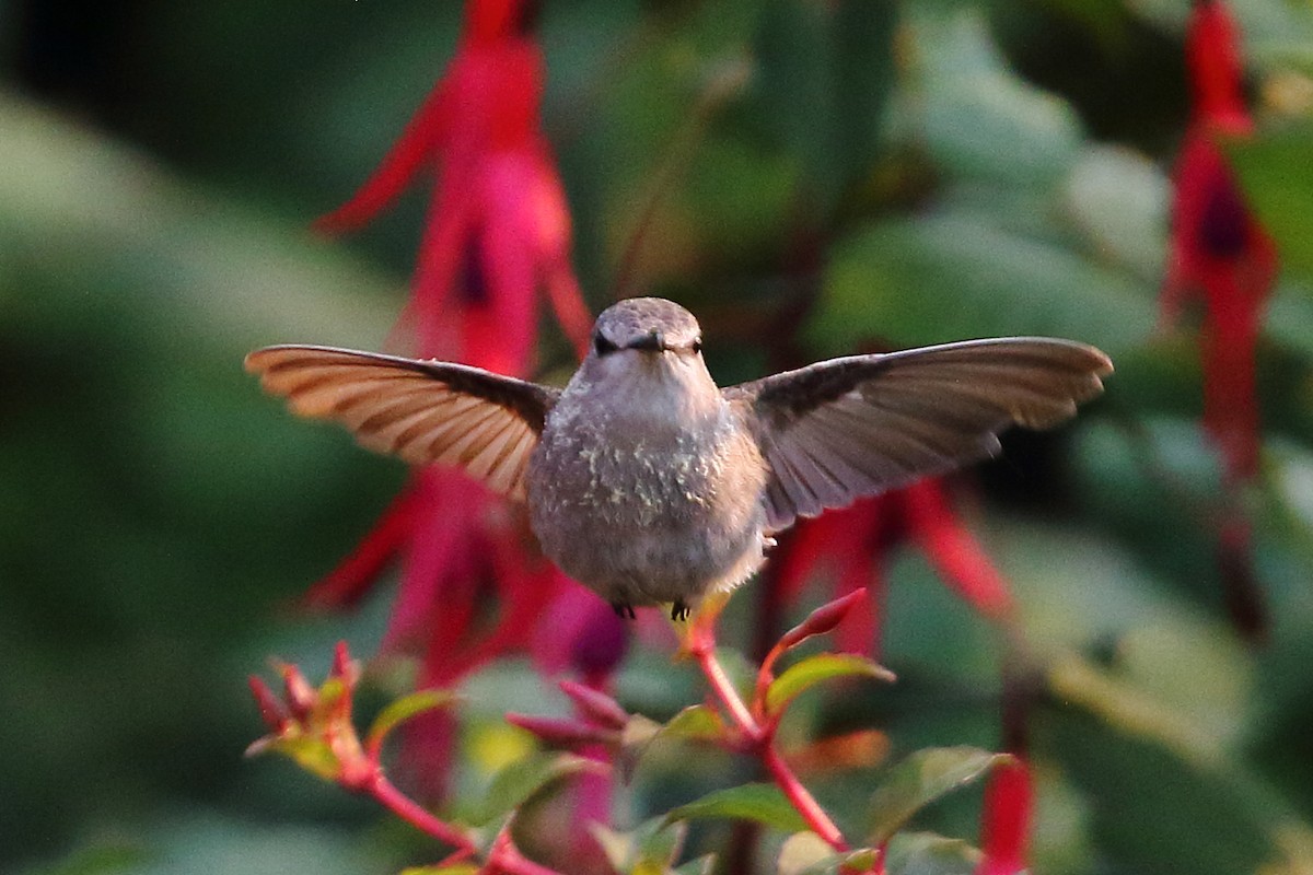 Costa's Hummingbird - ML634111561