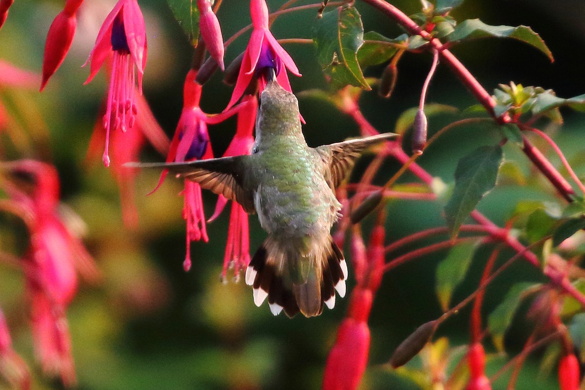 Costa's Hummingbird - ML634111563