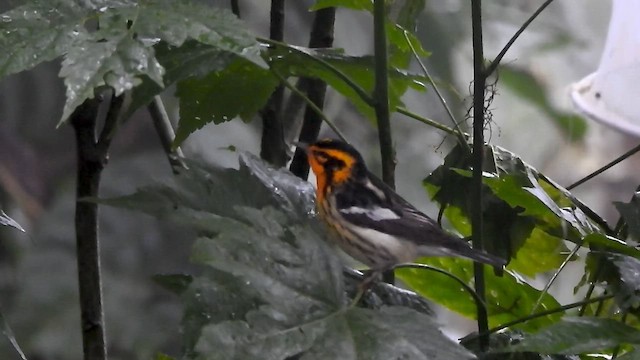 Blackburnian Warbler - ML634111863