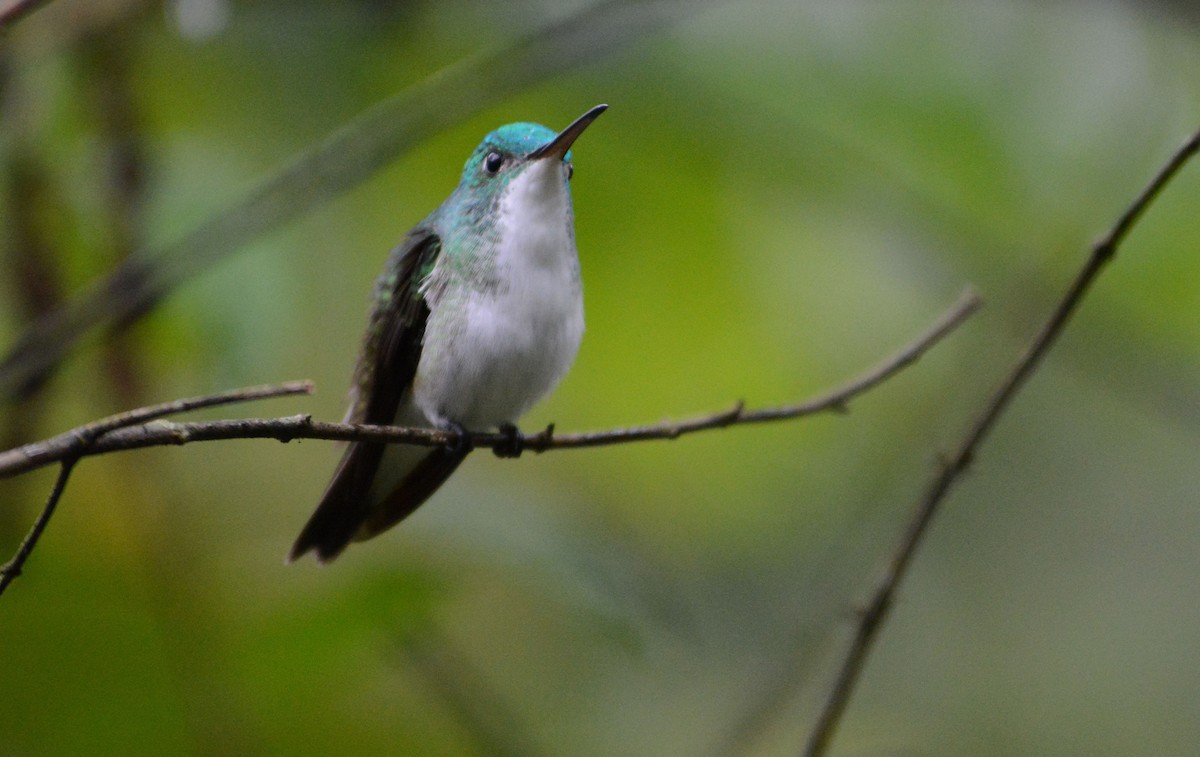 Andean Emerald - ML634112086