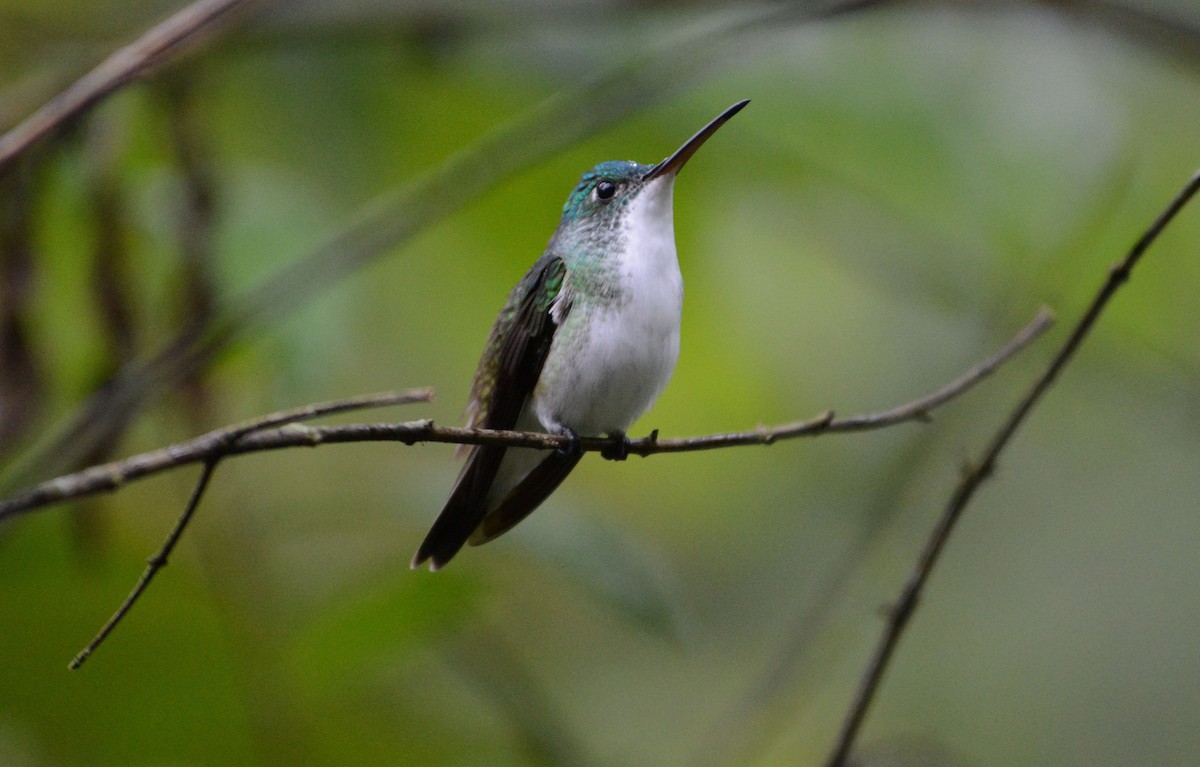 Andean Emerald - ML634112087