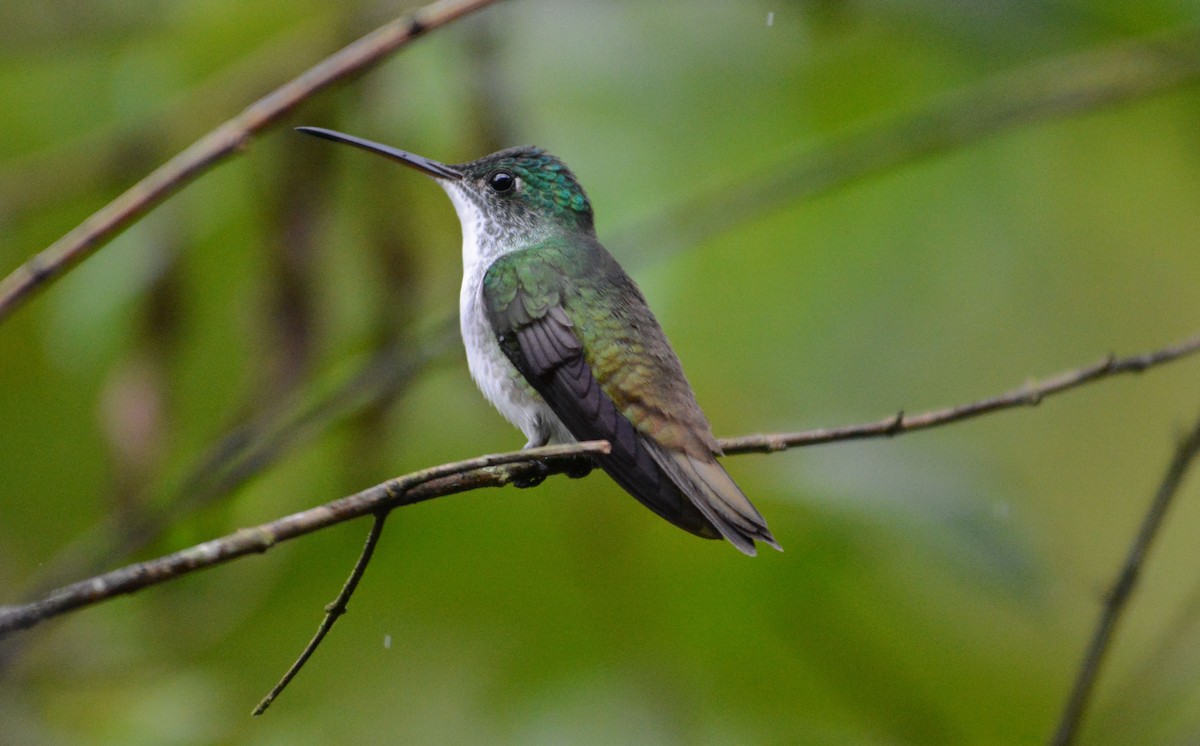 Andean Emerald - ML634112088