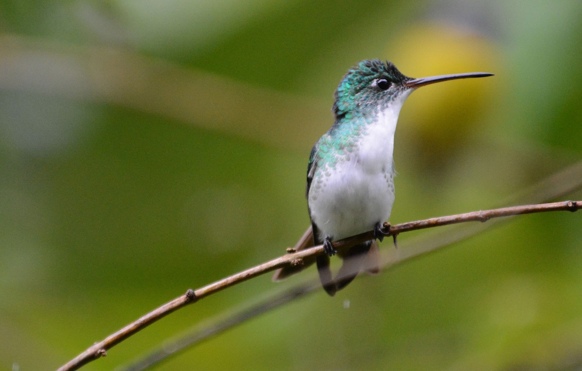 Andean Emerald - ML634112089