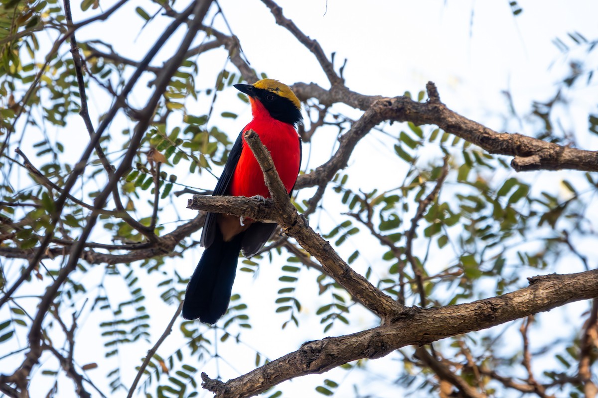 Yellow-crowned Gonolek - ML634112124