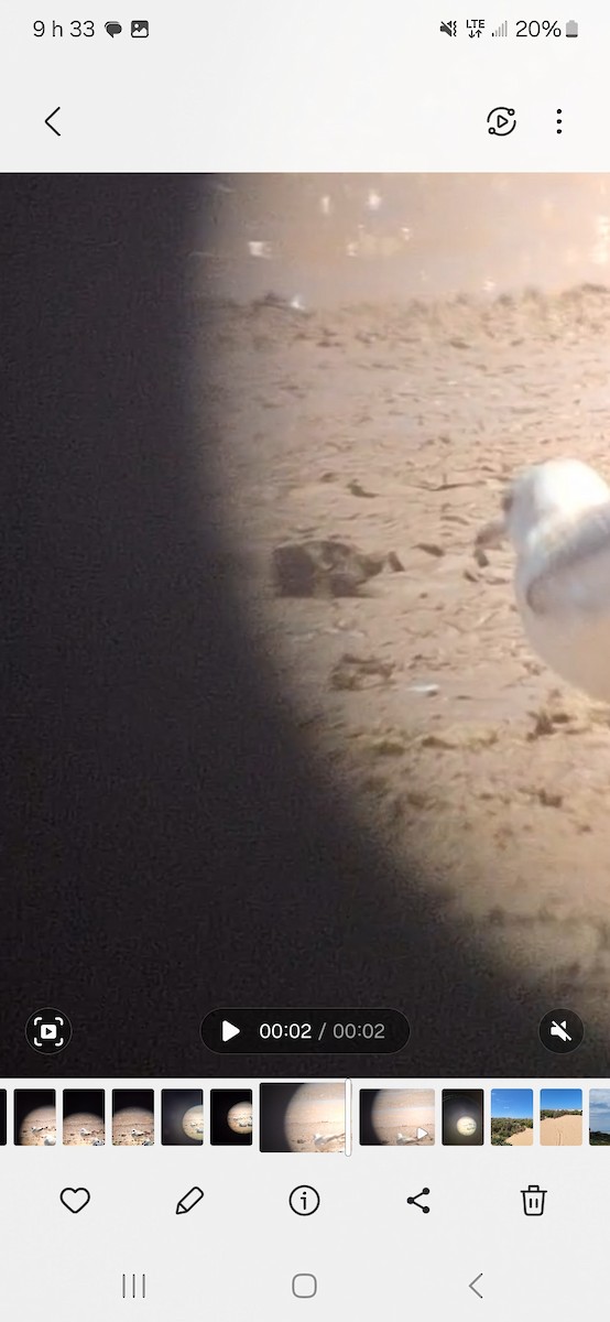 Ring-billed Gull - ML634112152