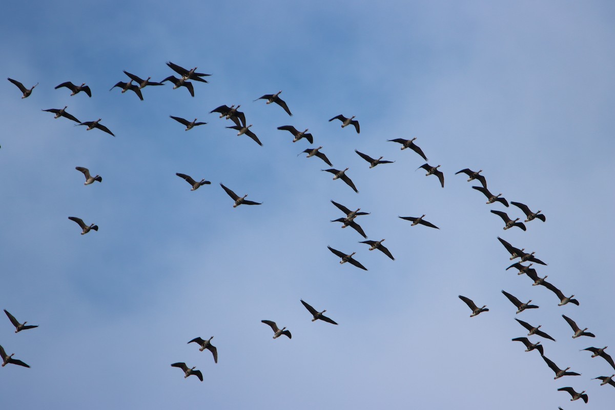 Greater White-fronted Goose - ML634112233