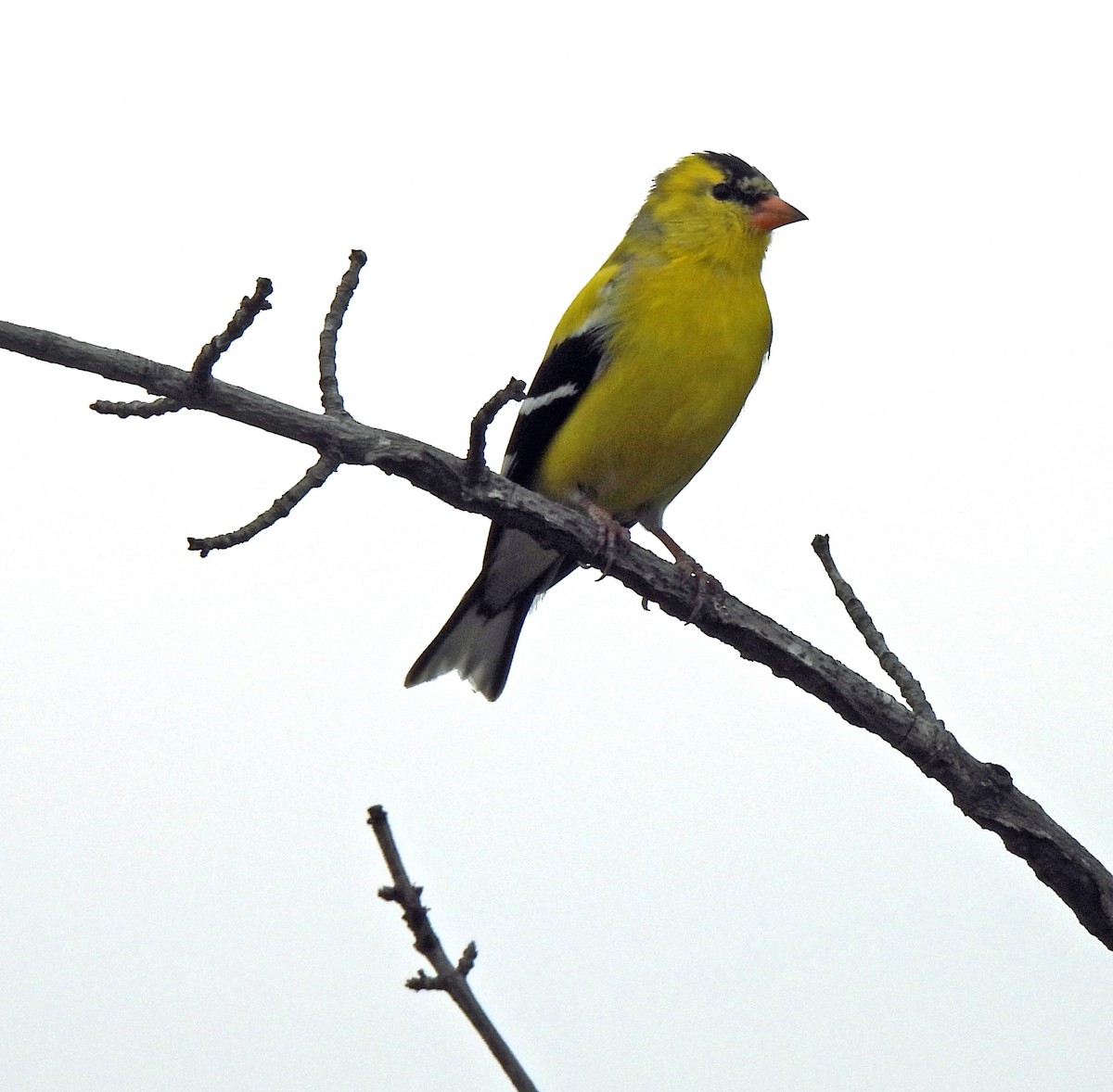 American Goldfinch - ML634112240
