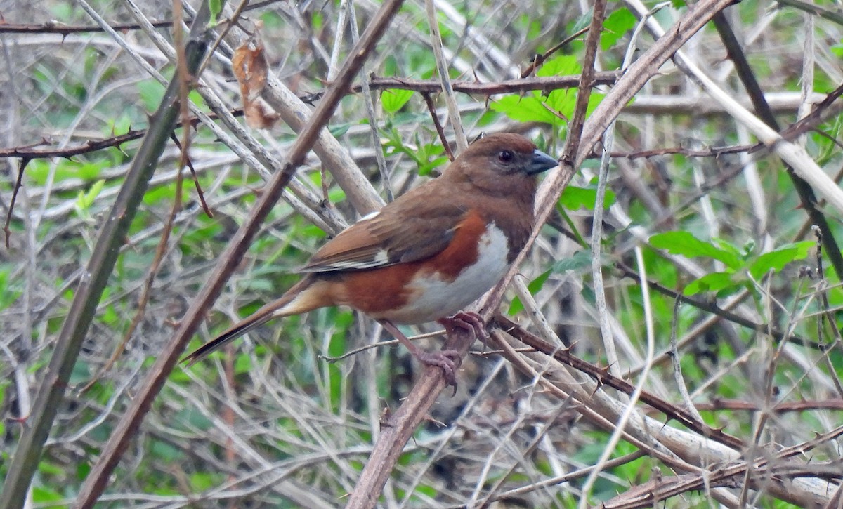 Eastern Towhee - ML634112265
