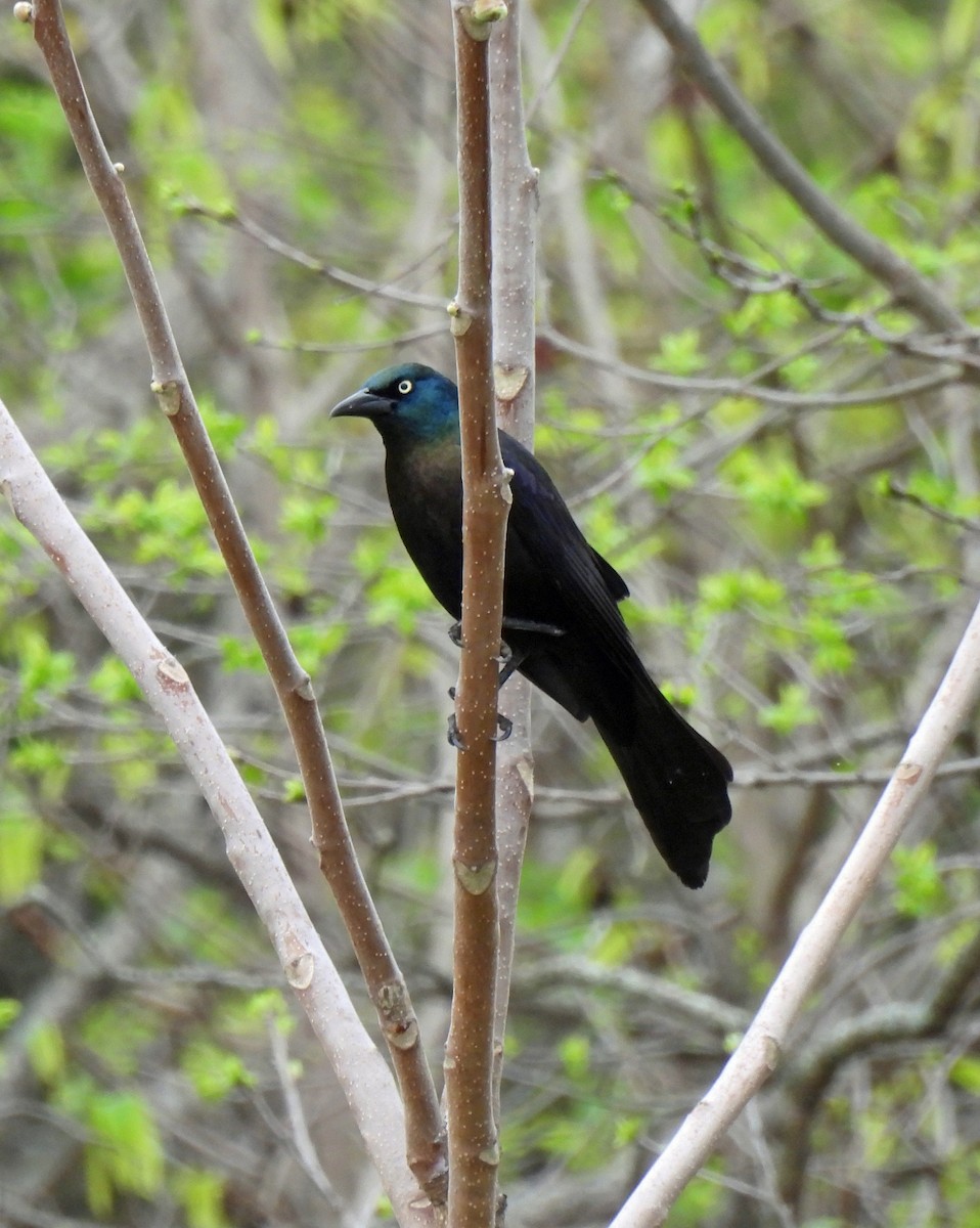 Common Grackle - ML634112275