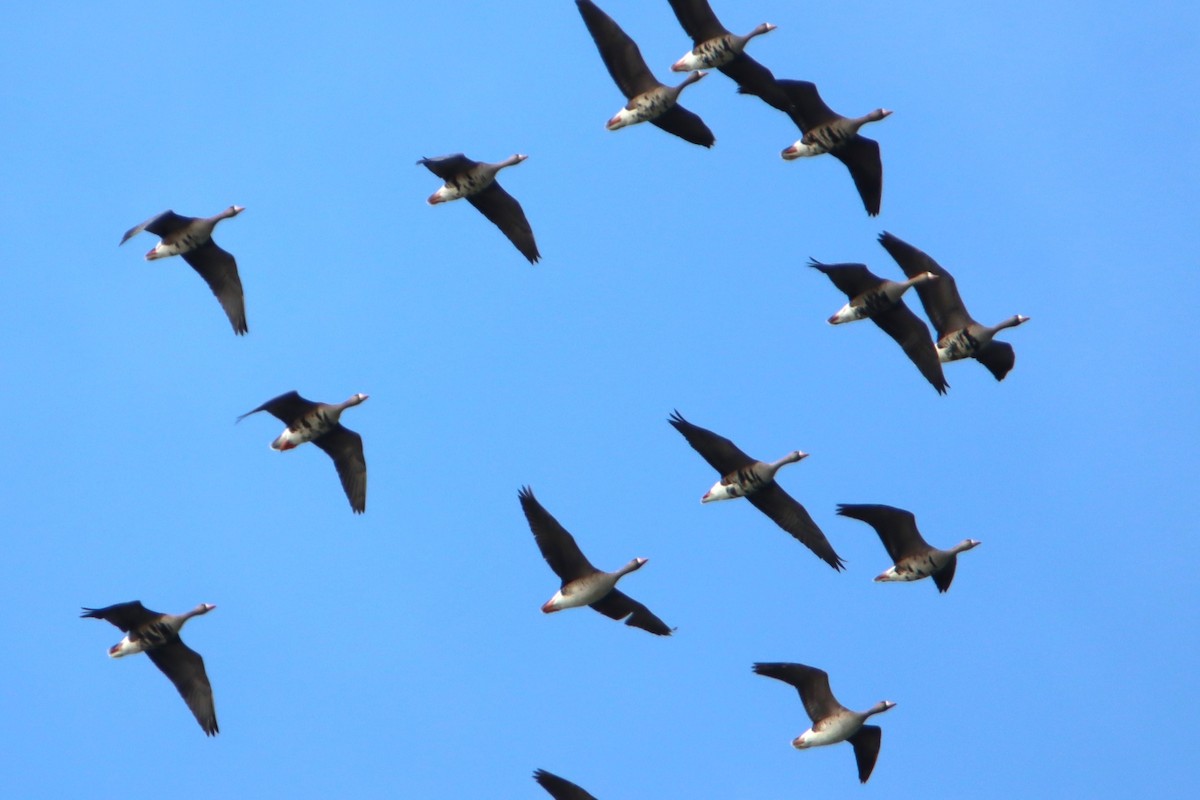 Greater White-fronted Goose - ML634112341