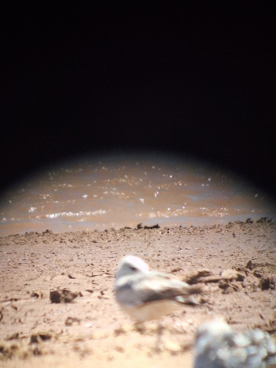 Ring-billed Gull - ML634112355
