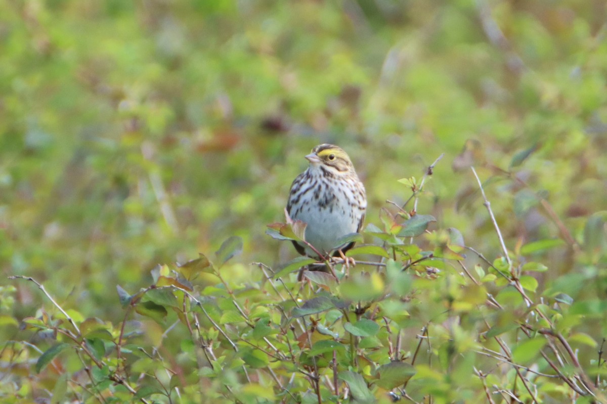 Savannah Sparrow - ML634112390