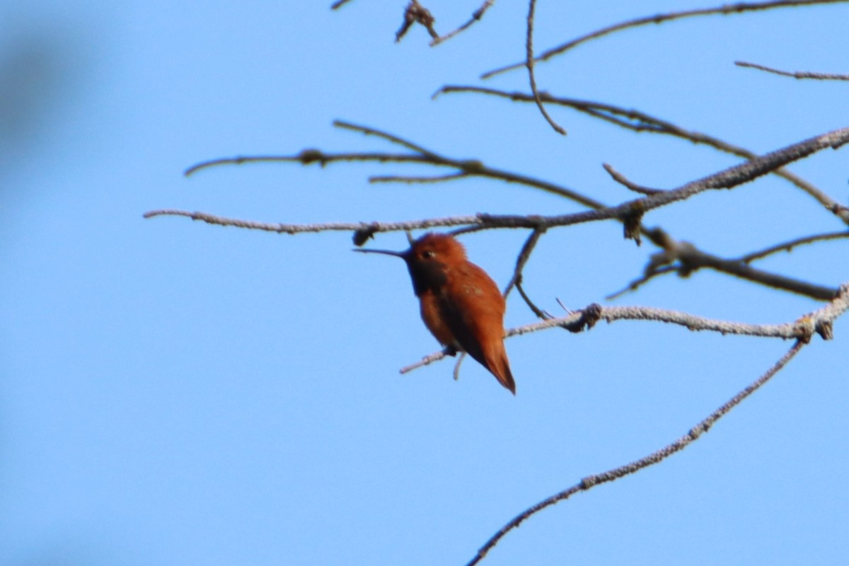 Rufous Hummingbird - ML634112446