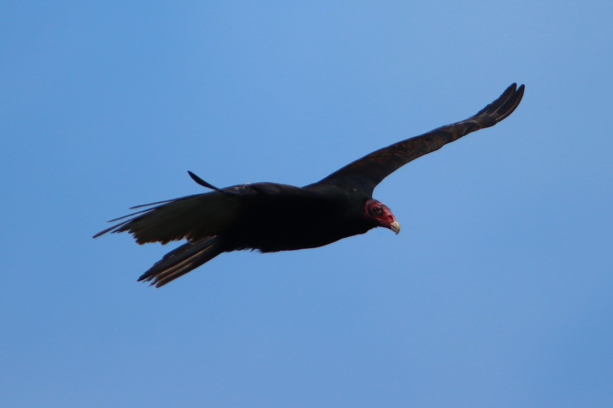 Turkey Vulture - ML634112479