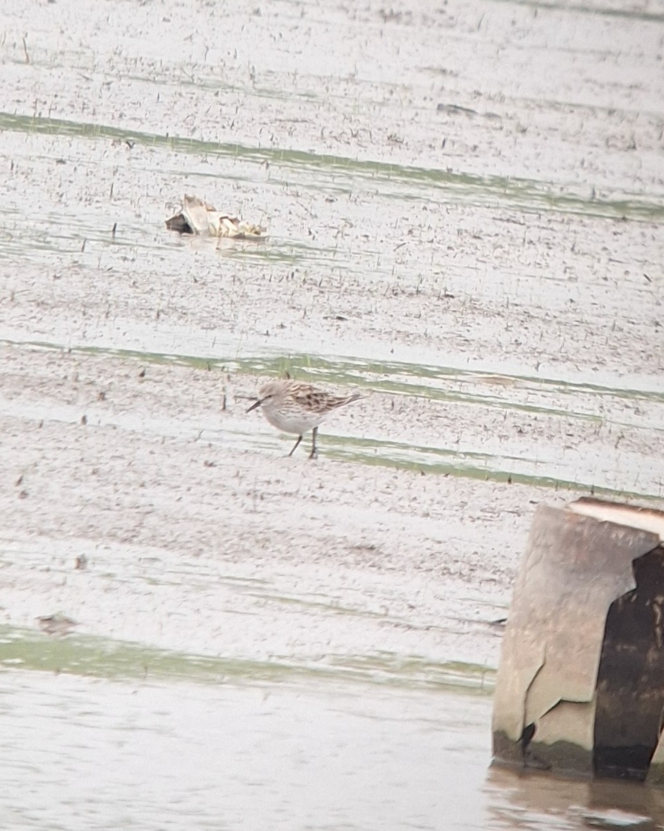 White-rumped Sandpiper - ML634112517
