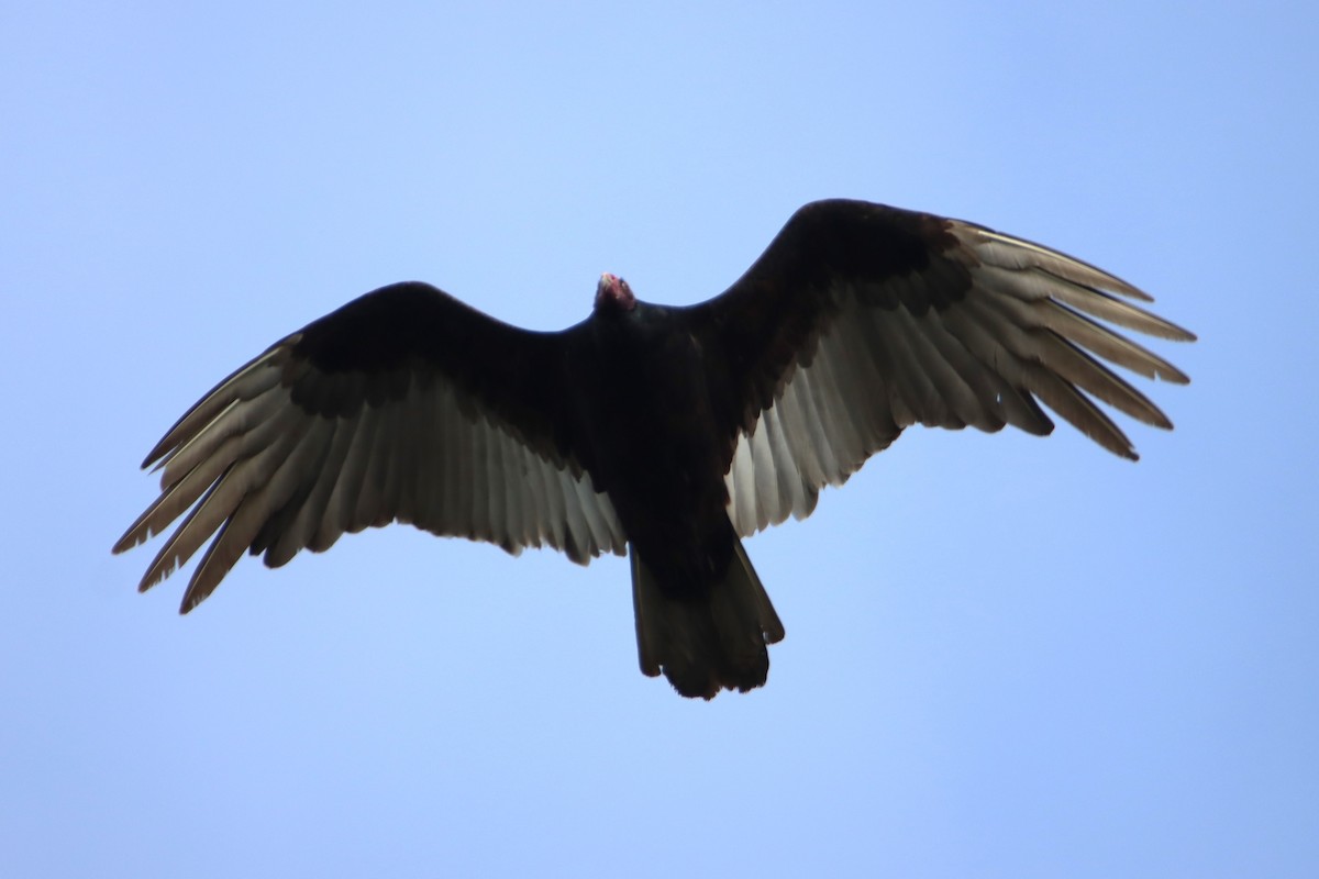 Turkey Vulture - ML634112524