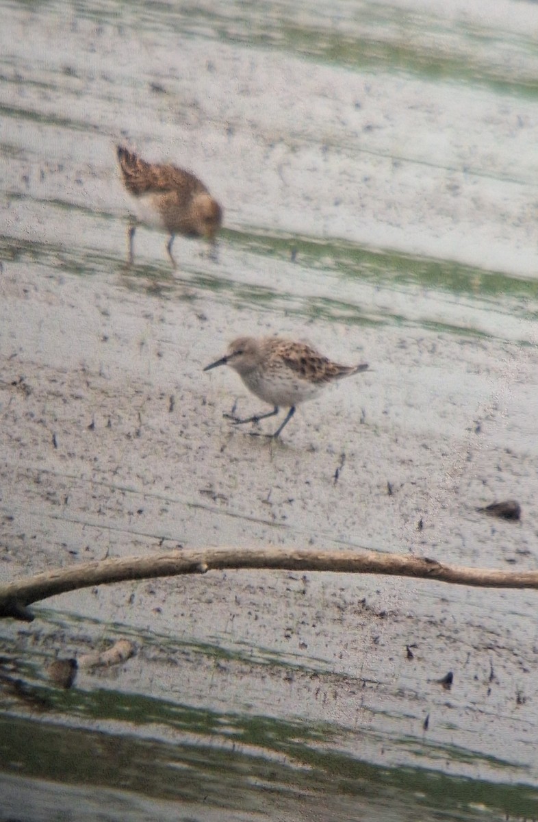 White-rumped Sandpiper - ML634112533