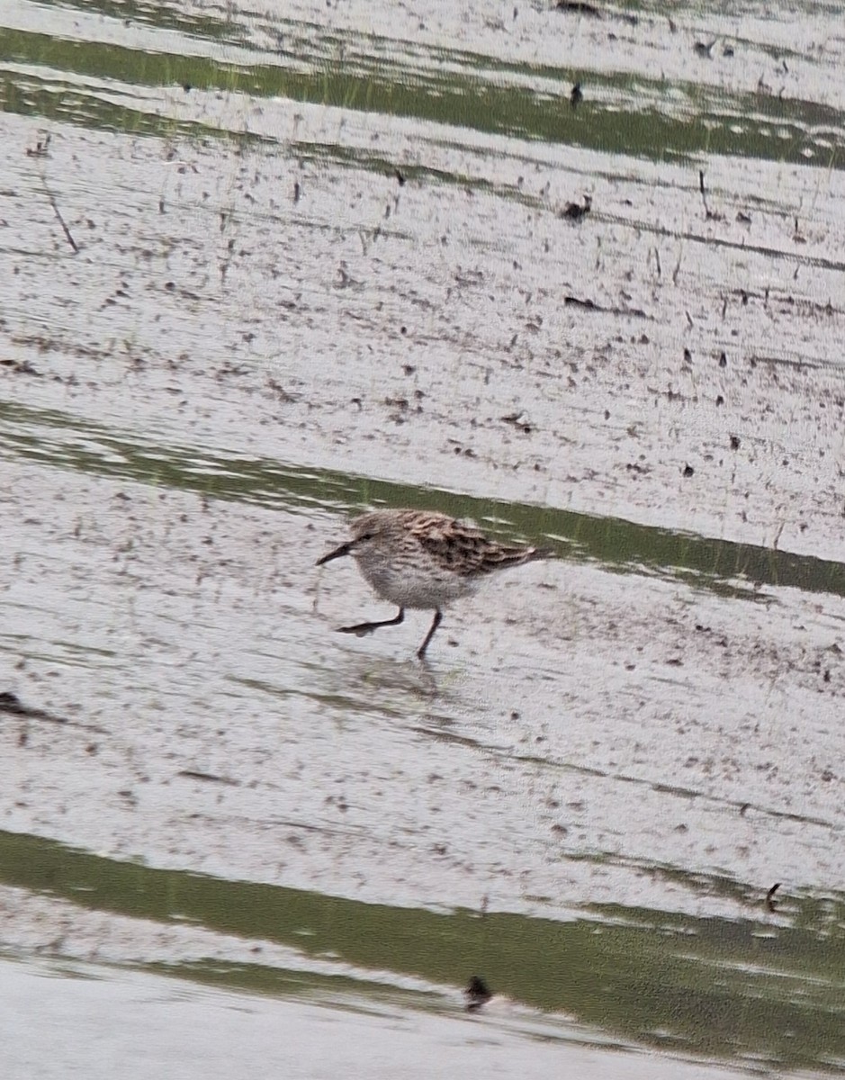 White-rumped Sandpiper - ML634112559