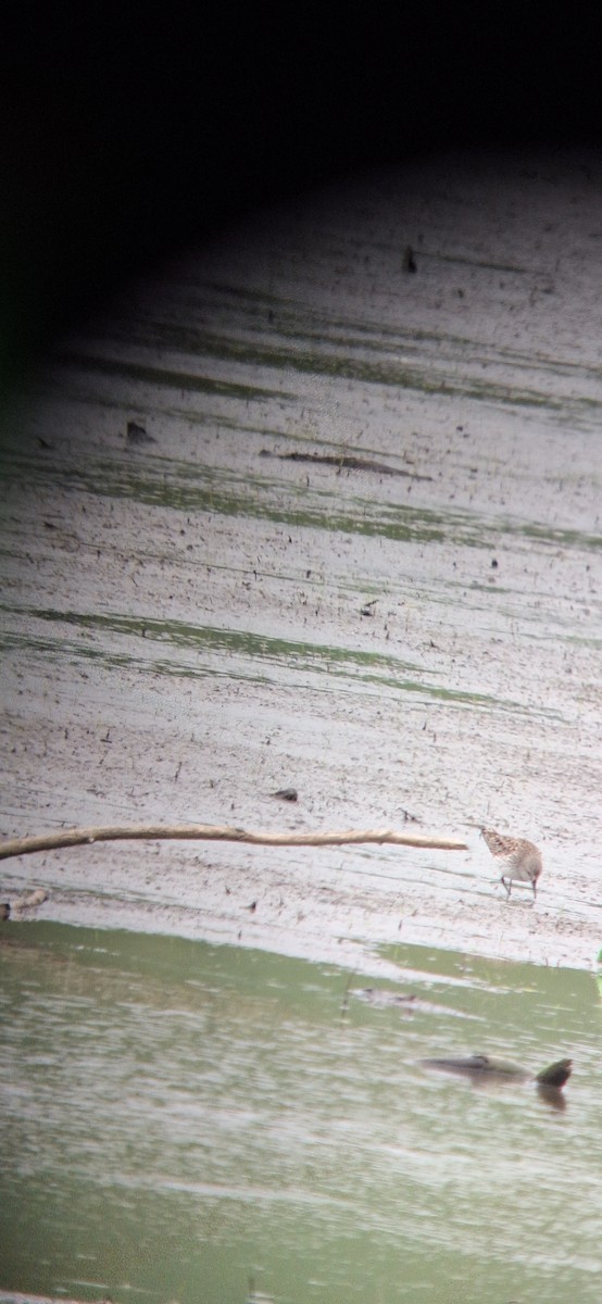 White-rumped Sandpiper - ML634112571