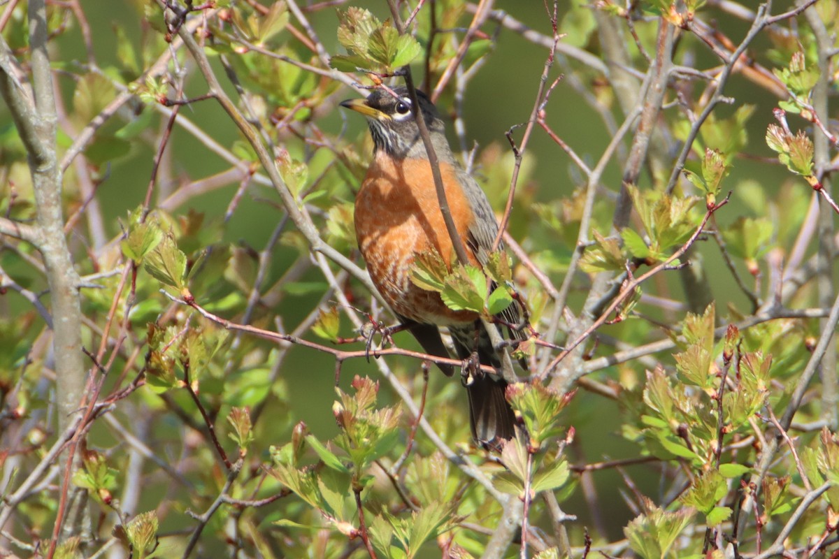 American Robin - ML634112574