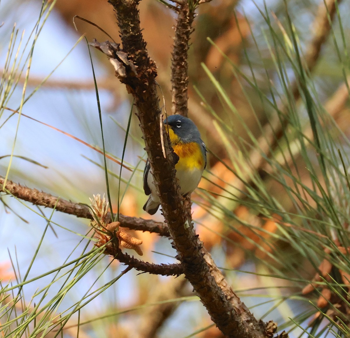 Northern Parula - ML634112663