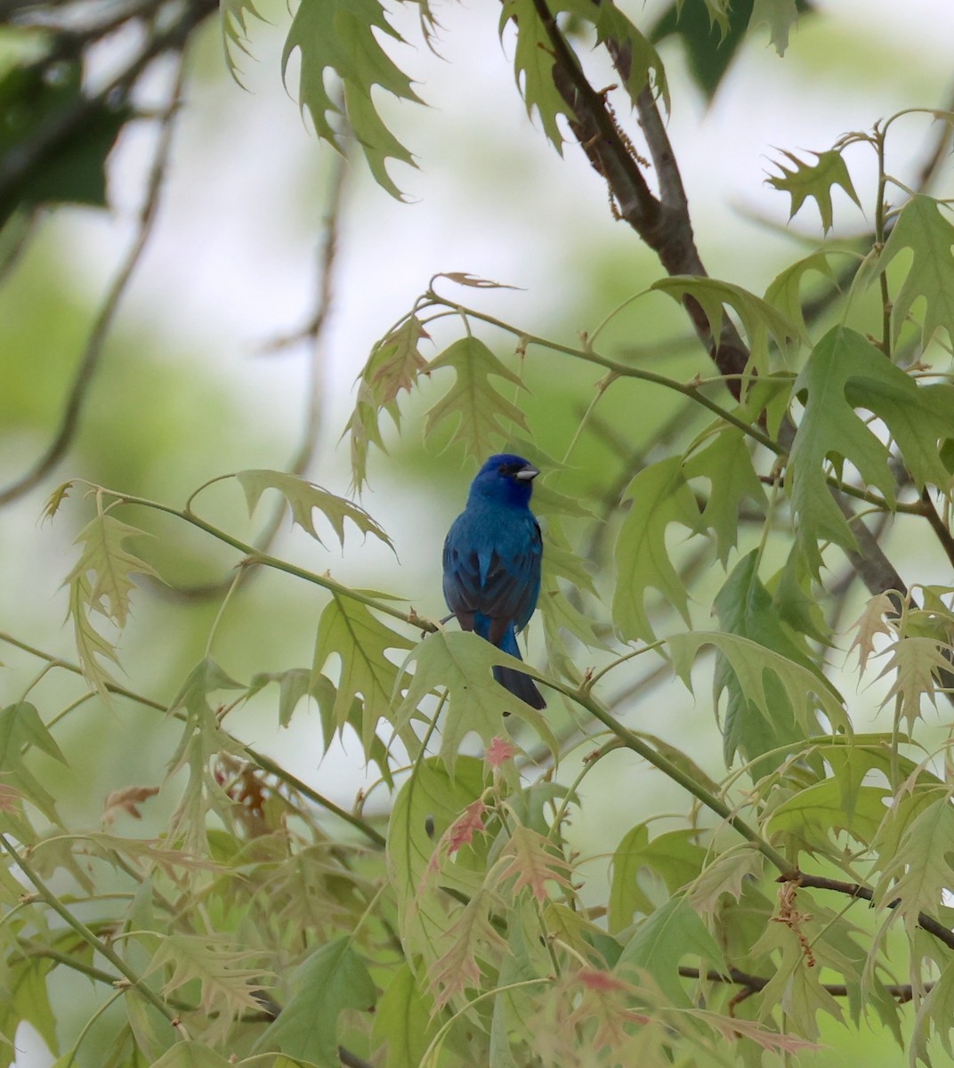 Indigo Bunting - ML634112674