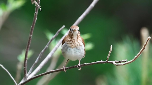 ビリーチャツグミ - ML634112685