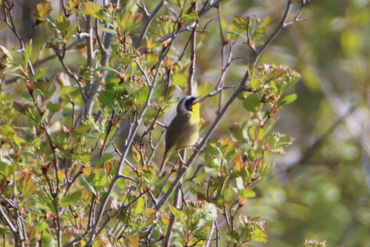 Common Yellowthroat - ML634112686