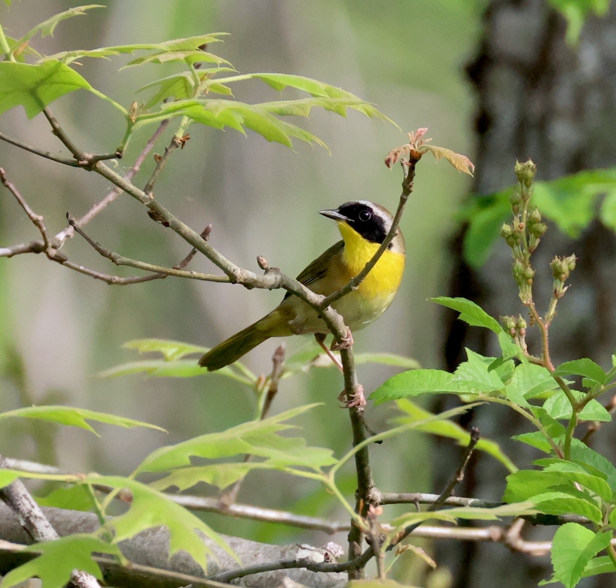 Common Yellowthroat - ML634112697