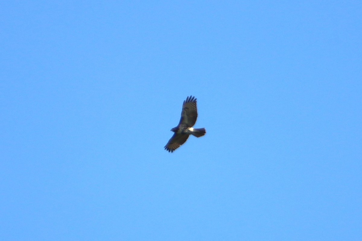 Red-tailed Hawk - ML634112759