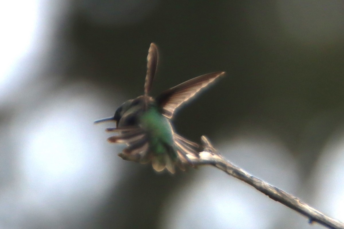 Anna's Hummingbird - ML634112796