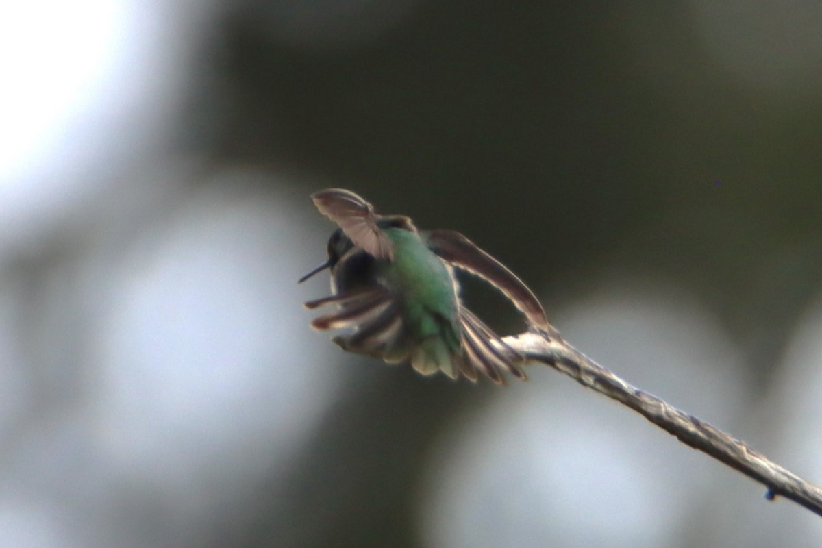 Anna's Hummingbird - ML634112822