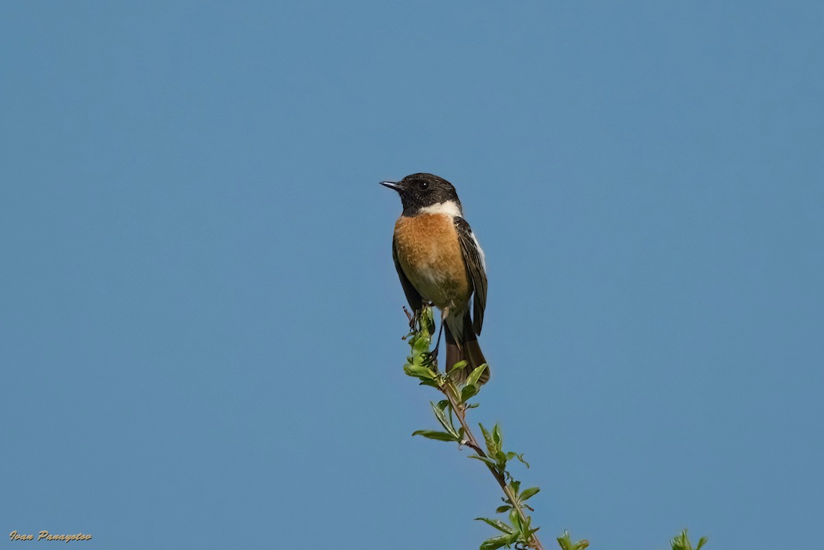 European Stonechat - ML634112834