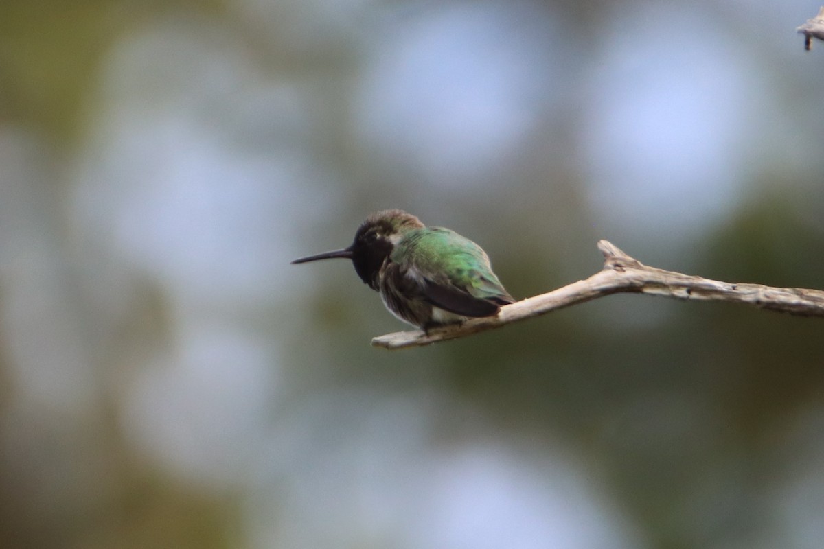 Anna's Hummingbird - ML634112835