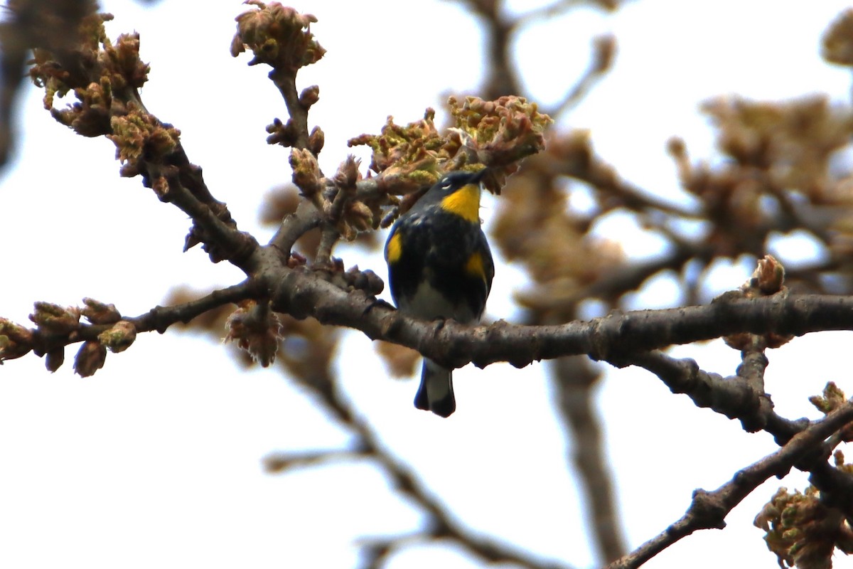Yellow-rumped Warbler - ML634112856