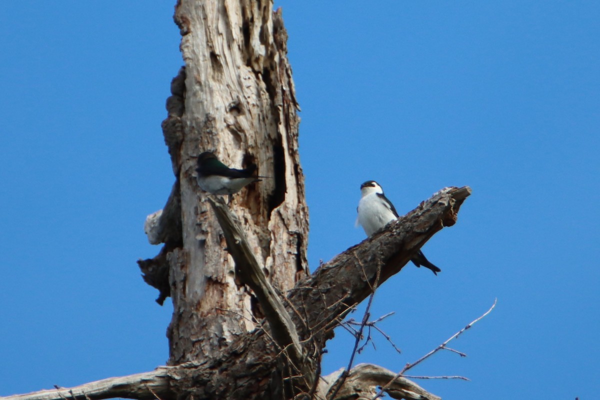 Violet-green Swallow - ML634112891