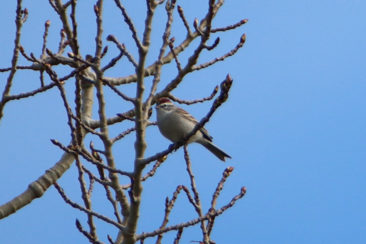 Chipping Sparrow - ML634112914