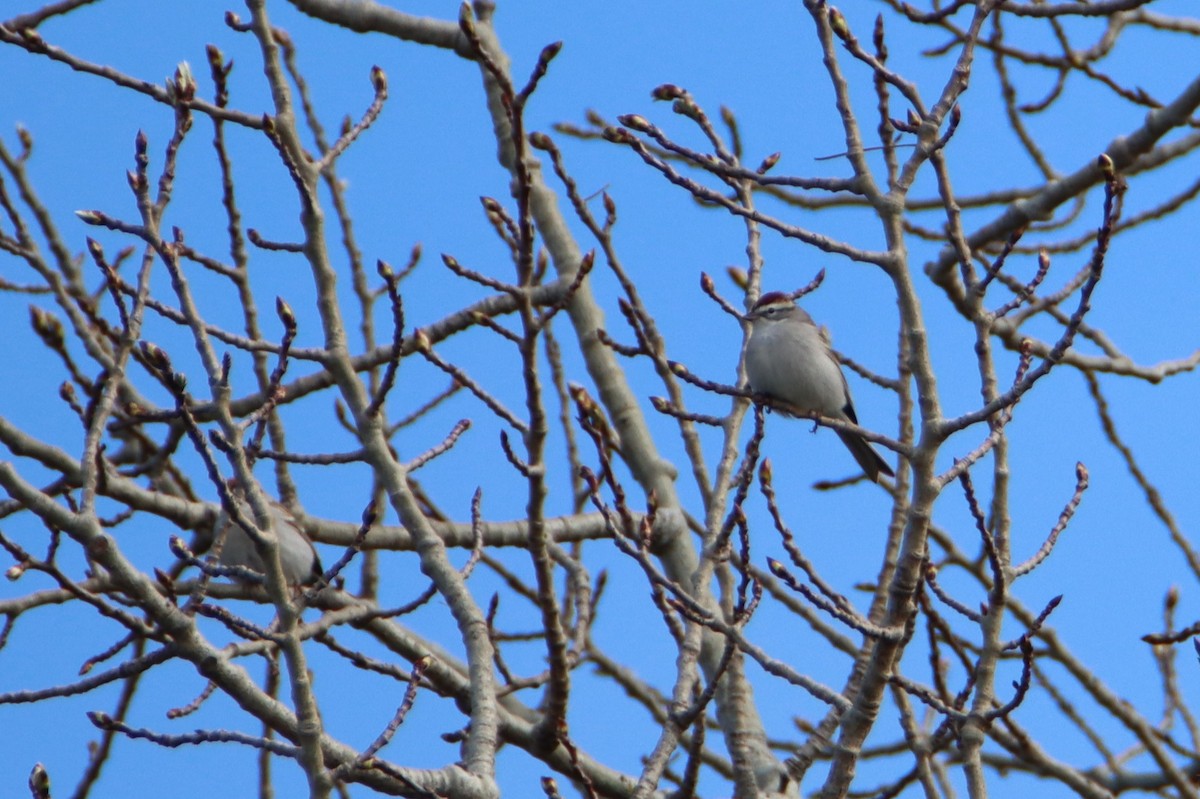 Chipping Sparrow - ML634112926