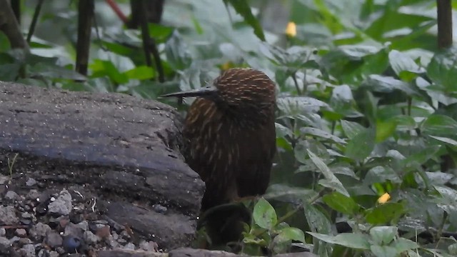 Strong-billed Woodcreeper - ML634112928